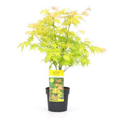 Acer 'Orange Dream' - Érable du Japon - Pot 19cm - Hauteur 60-70cm product