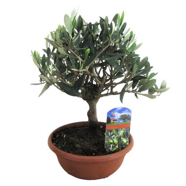 Olea Europaea - Olivier Bonsaï dans une coupe - Pot 21cm - Hauteur 30-40cm product