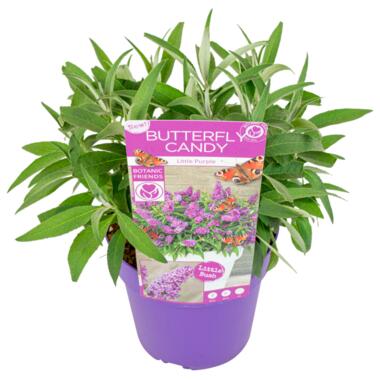 Buddleja Candy Little Purple - Vlinderstruik - Pot 19cm - Hoogte 30-40cm product