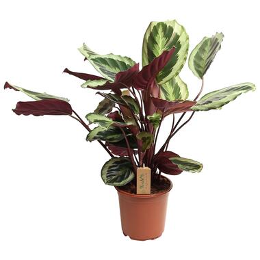 Calathea Marion - Plante tropicale - Pot 21cm - Hauteur 60-70cm product