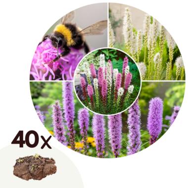 Bitterkruid - Set van 40 - Liatris - Wortelstokken - Paars product