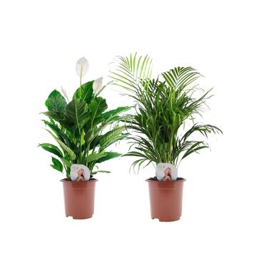 Areca & Spathiphyllum - Mix van 2 - Pot 17cm - Hoogte 60-75cm product