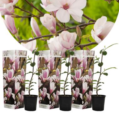 Magnolia Soulangea - Set de 3 - Fleurs roses - Pot 9cm - Hauteur 25-40cm product