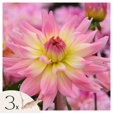 Dahliaknollen - Set van 3 - Dahlia 'Melody Gipsy' product