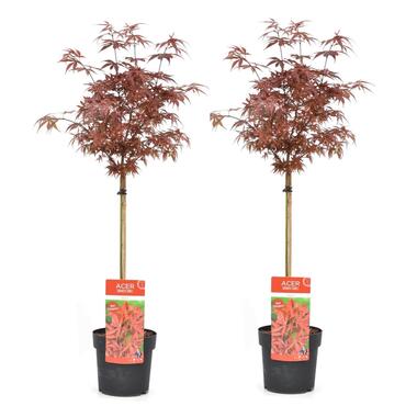 Acer palmatum 'Shaina' - Set van 2 - Esdoorn - Pot 19cm - Hoogte 80-90cm product
