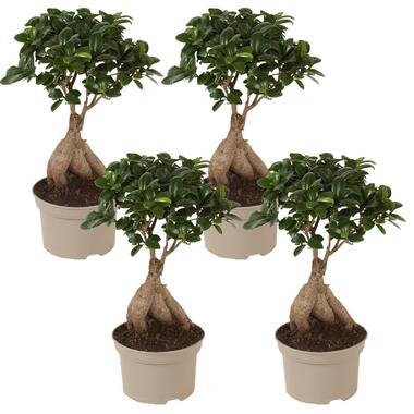 Bonsaï Ficus Ginseng - Set de 4 - Pot 12cm - Hauteur 30-40cm product