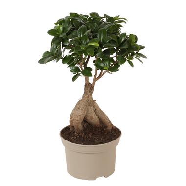 Ficus Ginseng - Japanse Bonsai - Pot 12cm - Hoogte 30-40cm product