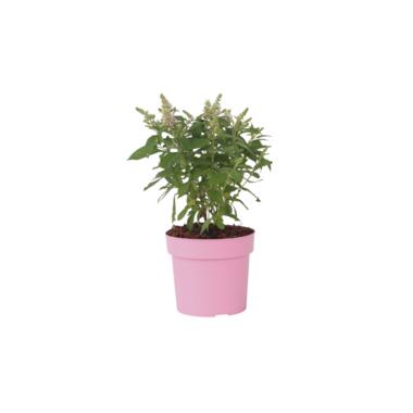 Vlinderstruik - Buddleja davidii 'Candy' - Hoogte 30-40cm - ⌀19cm product