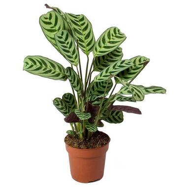 Ctenanthe 'gebedsplant' - Burle-marxii - Pot 12cm - Hoogte 25-40cm product