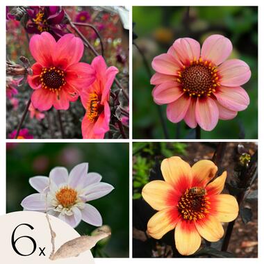 Dahliaknollen - Set van 6 - Dahlia 'Happy Single Mix' product