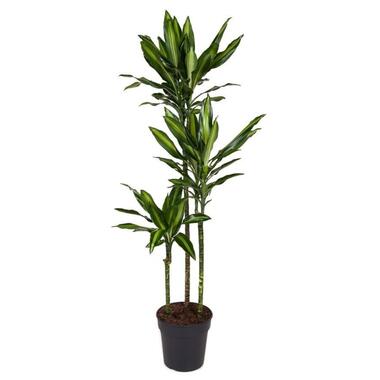 Dracaena fragrans Cintho - Drakenboom - Pot 24cm - Hoogte 140-150cm product