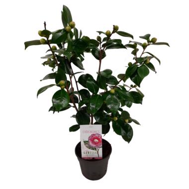 Camellia japonica 'Bonomiana' - Rose japonaise - Pot 15cm - Hauteur 50-60cm product