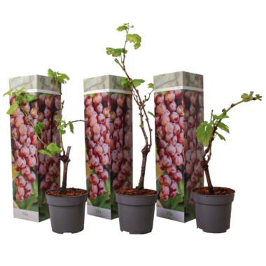 Druivenplanten - Set van 3 - Vitis Vinifera - Rood - Pot 9cm - Hoogte 25-40cm product