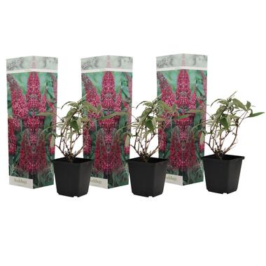 Vlinderstruiken - Buddleja Roze - Set van 3 - Tuin - Pot 9cm - Hoogte 25-40cm product