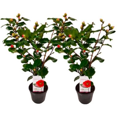Camellia japonica 'Dr. King' - Set van 2 - Japanse Roos - ⌀15cm - Hoogte 50-60cm product