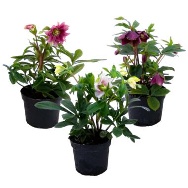 Kerstroos - Set van 3 - Helleborus orientalis - Hoogte 20-30cm - ⌀12cm product