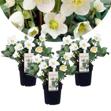 Helleborus Mont Blanc - Set de 3 - Jardin - Pot 12cm - Hauteur 20-30cm product