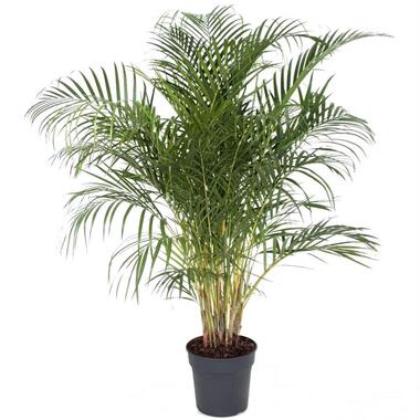 Dypsis Lutescens - Areca Palmier D'or XXL - Pot 27cm - Hauteur 140-150cm product