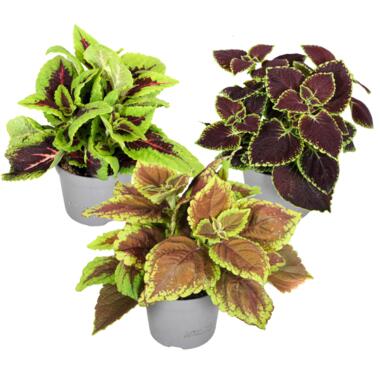 Plante à feuillage - Set de 3 - Plectranthus scutellarioides - H25-40cm - ⌀13cm product