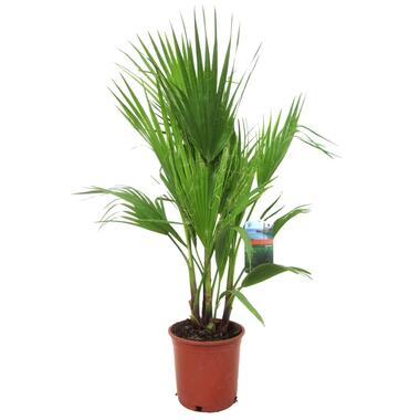 Washingtonia Robusta - Mexicaanse waaierpalm - Pot 21cm - Hoogte 70-90cm product