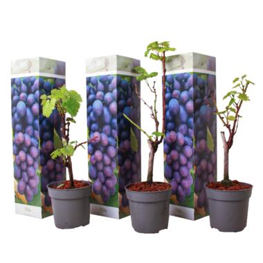 Druivenplanten - Set van 3 - Vitis Vinifera - Blauw - Pot 9cm - Hoogte 25-40cm product