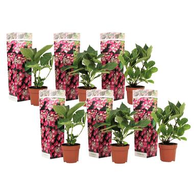 Hortensia - Set van 6 - Hydrangea 'Red Bull' - Hoogte 25-40cm - ⌀9cm product