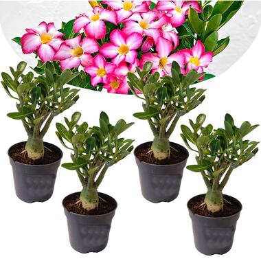 Adenium Obesum - Set de 4 - Roses du désert - Pot 10.5cm - Hauteur 25-40cm product