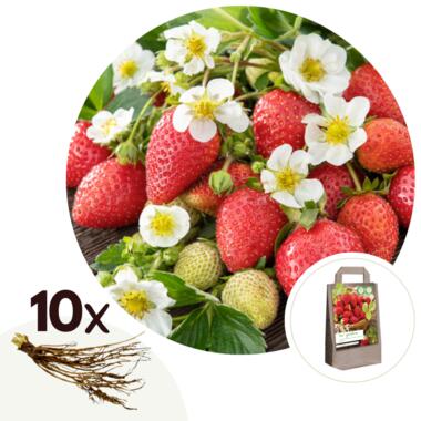 Fraisier - Set de 10 - Fragaria elsanta - Rhizomes - Rouge product