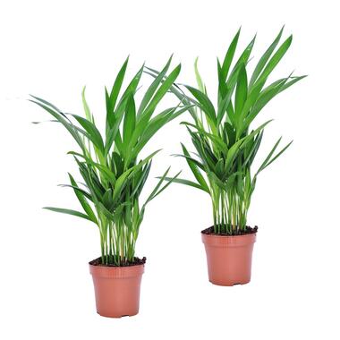 Dypsis Lutescens - Areca Palmier D'or - Set de 2 - Pot 12cm - Hauteur 30-45cm product