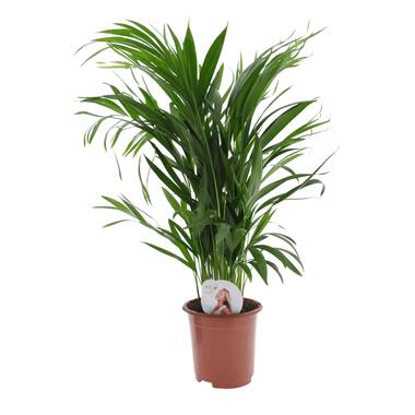 Dypsis Lutescens - Areca - Goudpalm - Kamerplant - Pot 17cm - Hoogte 60-70cm product