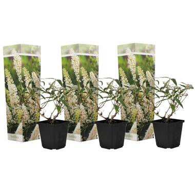 Arbustes papillons - Buddleja blanc - Set de 3 - Pot 9cm - Hauteur 25-40cm product
