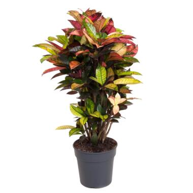 Codiaeum variegatum 'Mrs. Iceton' - Croton - Pot 27cm - Hoogte 110-120cm product