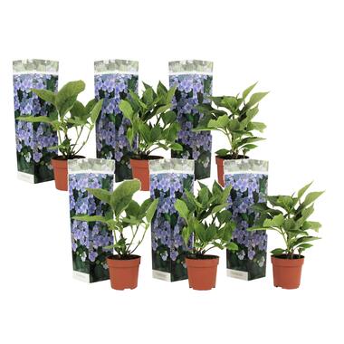 Hortensia 'Teller' hydrangea - Set de 6 - Bleu - ⌀9cm - Hauteur 25-40cm product