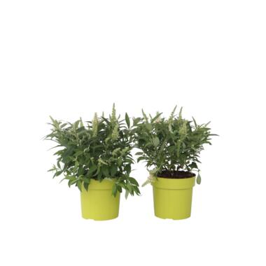 Arbre à papillons - Set de 2 - Buddleja davidii 'Candy' - H30-40cm - ⌀19cm product