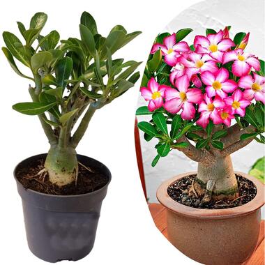 Adenium Obesum - Rosier du désert fleuri - Pot 10.5cm - Hauteur 25-40cm product