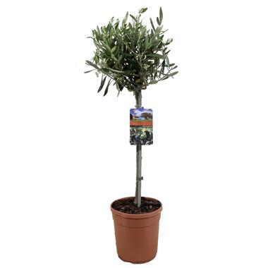 Olea Europaea - olivier rustique sur tige - Pot 19cm - Hauteur 80-90cm product