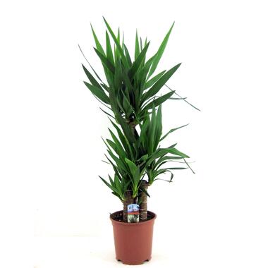 Yucca Elephantipes - Palmlelie - Kamerpalm - Pot 21cm - Hoogte 70-80cm product