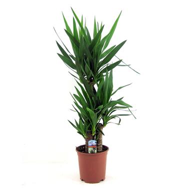 Yucca Elephantipes - Palmlelie - Kamerpalm - Pot 21cm - Hoogte 70-80cm product