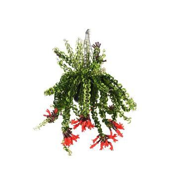 Aeschynantus 'Twister' - Plante suspendue - ⌀15cm - Hauteur 20-30cm product