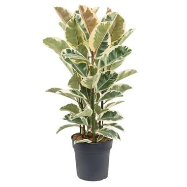 ficus elastica tineke - Rubberboom - Kamerplant - Pot 24cm - Hoogte 75-100cm product