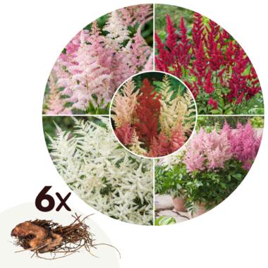 Pluimspirea's - Set van 6 - Astilbe - Wortelstokken product