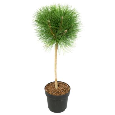 Pinus 'Brise d'été' - Pin nain - Pot 24cm - Hauteur 70-80cm product