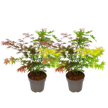 Japanse Esdoorn - Set van 2 - Acer palmatum 'Festival' - Hoogte 60-70cm - ⌀19cm product