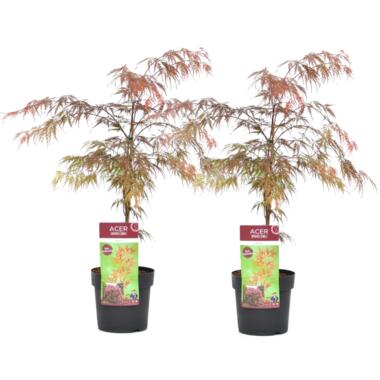 Érable du Japon - Set de 2 - Acer palmatum 'Garnet' - Hauteur 60-70cm - ⌀19cm product