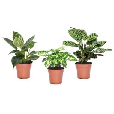 Mélange de plantes d'intérieur - Set de 3 - Hauteur 25-40cm - ⌀12cm product