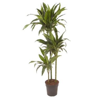 Dracaena fragrans 'Janet Craig' - XXL - Pot 24 cm - Hauteur 140-150cm product