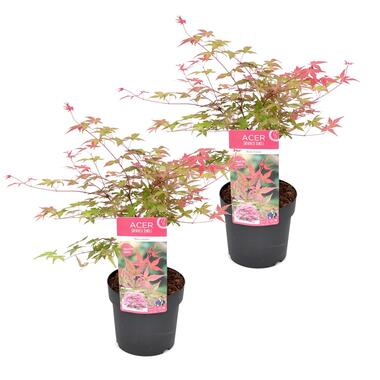 Acer palmatum ´Beni Maiko´ - Set van 2 - Esdoorn - Pot 19cm - Hoogte 60-70cm product