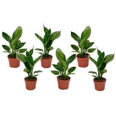 Strelitzia Reginea plante Oiseau de Paradis - Set de 6 - ⌀9cm - Hauteur 25-40cm product