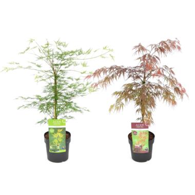 Acer palmatum 'Garnet', 'Emerald Lace' - Mix van 2 - Pot 19cm - Hoogte 60-70cm product