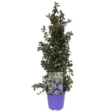 Ceanothus thyrsiflorus Repens - Arbuste - Pot 17cm - Hauteur 60-70cm product